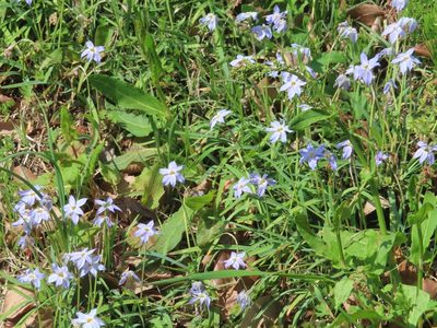 Ipheion uniflorum, photographed by mami_t_t