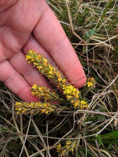 Thymelaea ruizii, photographed by Denys Vynokurov