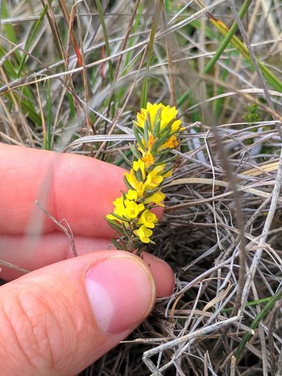 Thymelaea ruizii, photographed by Denys Vynokurov