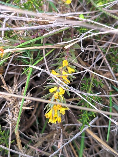 Thymelaea ruizii, photographed by Denys Vynokurov