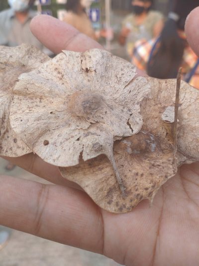 Pterocarpus indicus, photographed by Utain Pummarin
