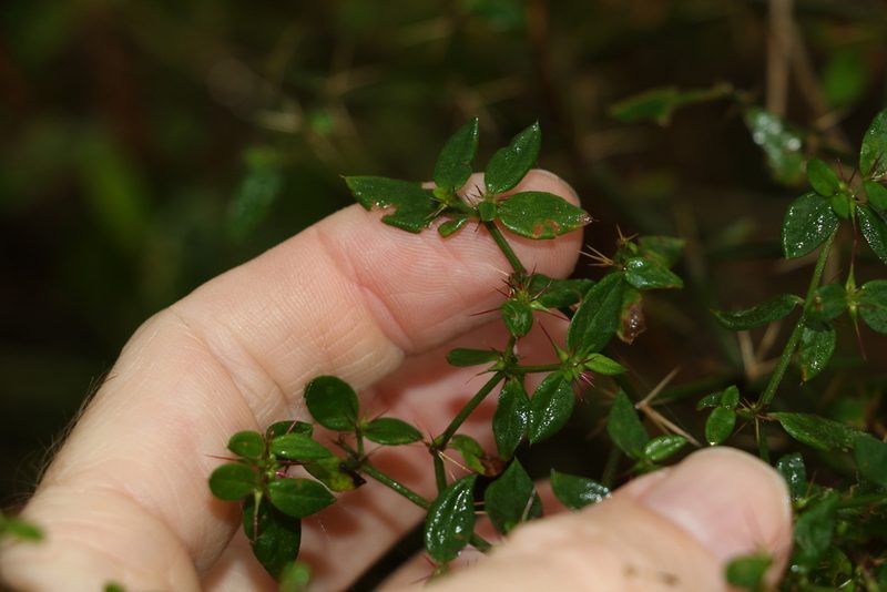 Nyssanthes diffusa, photographed by Greg Tasney