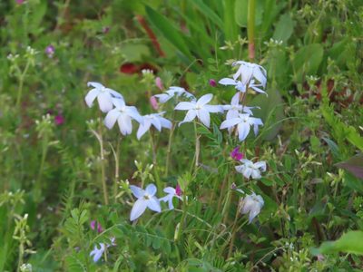 Ipheion uniflorum, photographed by mami_t_t