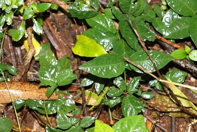 Dolichandra unguis-cati, photographed by Greg Tasney
