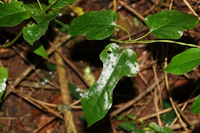 Parsonsia velutina, photographed by Greg Tasney