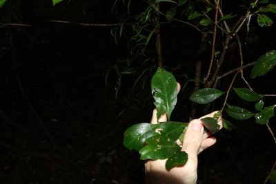 Elaeocarpus obovatus, photographed by Greg Tasney