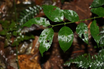 Gynochthodes jasminoides, photographed by Greg Tasney
