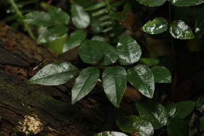 Brachypterum involutum, photographed by Greg Tasney
