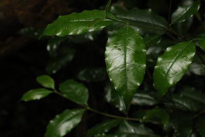 Olea paniculata, photographed by Greg Tasney