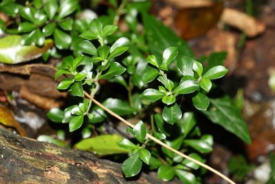 Psychotria daphnoides, photographed by Greg Tasney