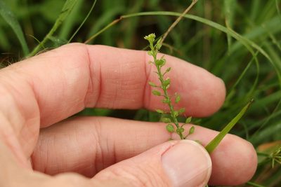 Lepidium bonariense