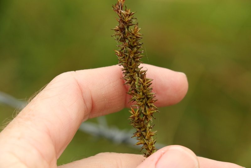 Carex declinata, photographed by Greg Tasney