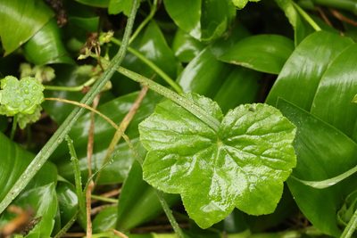 Hydrocotyle laxiflora, photographed by Greg Tasney