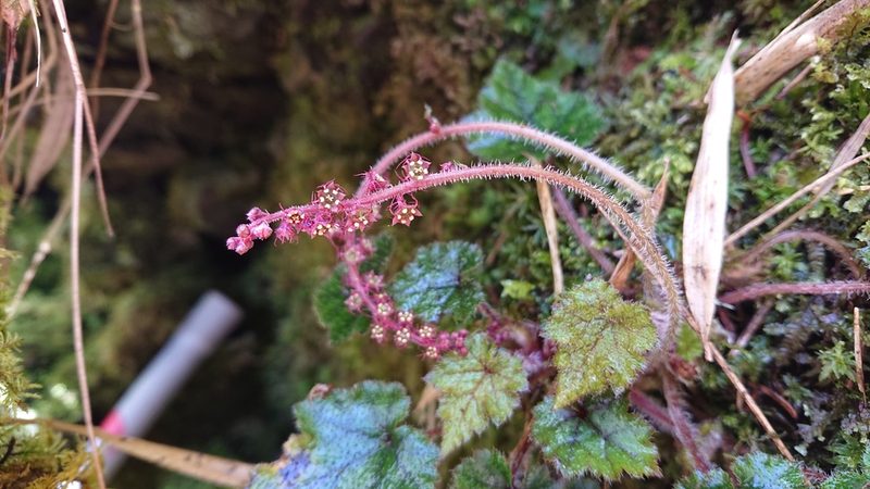 Asimitellaria formosana, photographed by 沈玟伶(Wen-Ling Shen)