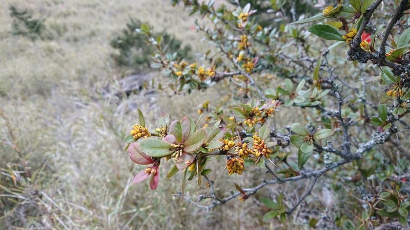 Berberis kawakamii, photographed by 沈玟伶(Wen-Ling Shen)