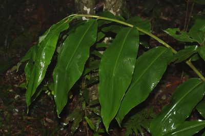 Alpinia caerulea, photographed by Greg Tasney