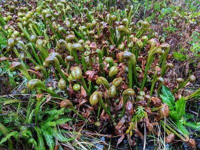 Darlingtonia californica, photographed by Timothy McNitt
