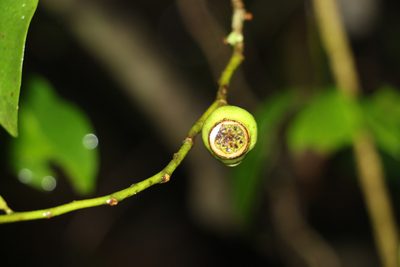 Eupomatia laurina, photographed by Greg Tasney
