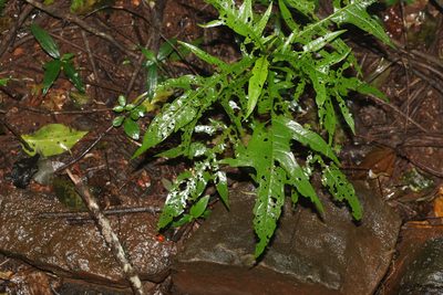 Solanum aviculare, photographed by Greg Tasney
