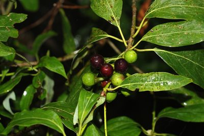Neolitsea australiensis, photographed by Greg Tasney