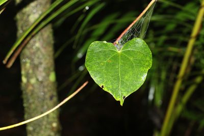 Sarcopetalum harveyanum, photographed by Greg Tasney