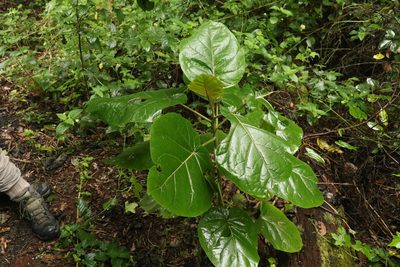 Solanum betaceum, photographed by Greg Tasney