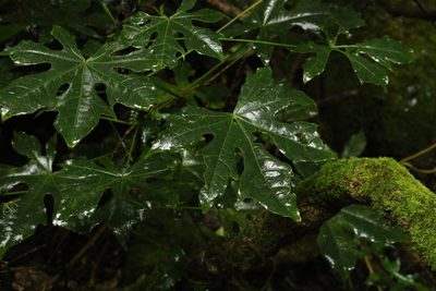 Brachychiton acerifolius, photographed by Greg Tasney