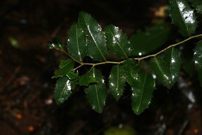 Drypetes deplanchei, photographed by Greg Tasney