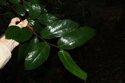 Ficus coronata, photographed by Greg Tasney