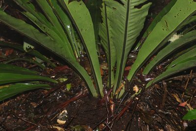 Asplenium australasicum, photographed by Greg Tasney