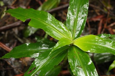 Pollia crispata, photographed by Greg Tasney