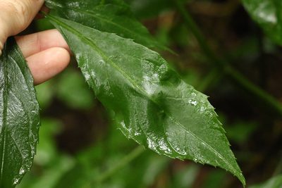 Sambucus australasica, photographed by Greg Tasney