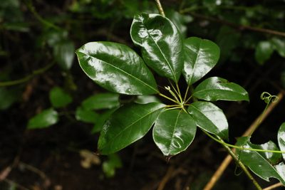 Apocissus hypoglauca, photographed by Greg Tasney