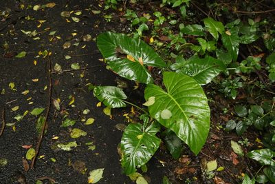 Alocasia brisbanensis, photographed by Greg Tasney