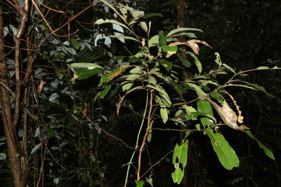 Cryptocarya obovata, photographed by Greg Tasney