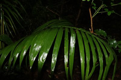 Archontophoenix cunninghamiana, photographed by Greg Tasney