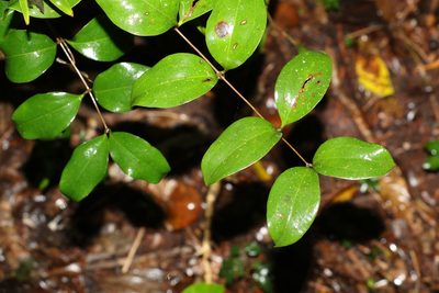 Ripogonum brevifolium, photographed by Greg Tasney