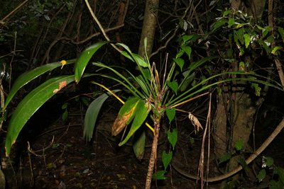 Cordyline petiolaris, photographed by Greg Tasney