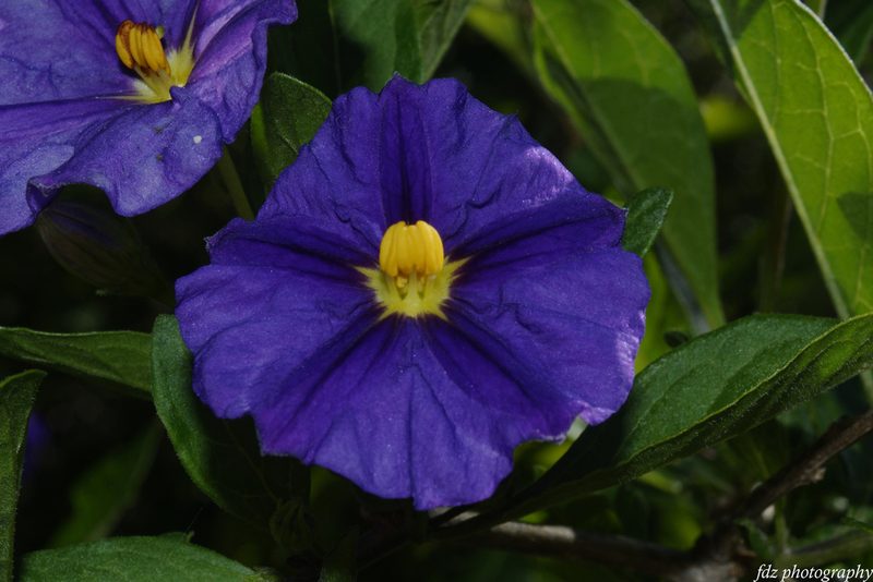 Lycianthes rantonnetii, photographed by davidfdz_b82