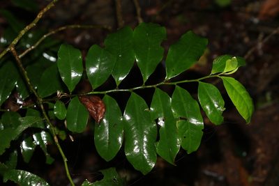 Eupomatia laurina, photographed by Greg Tasney