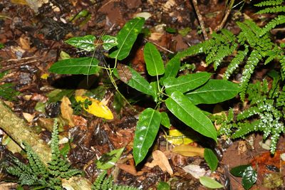 Leichhardtia rostrata, photographed by Greg Tasney