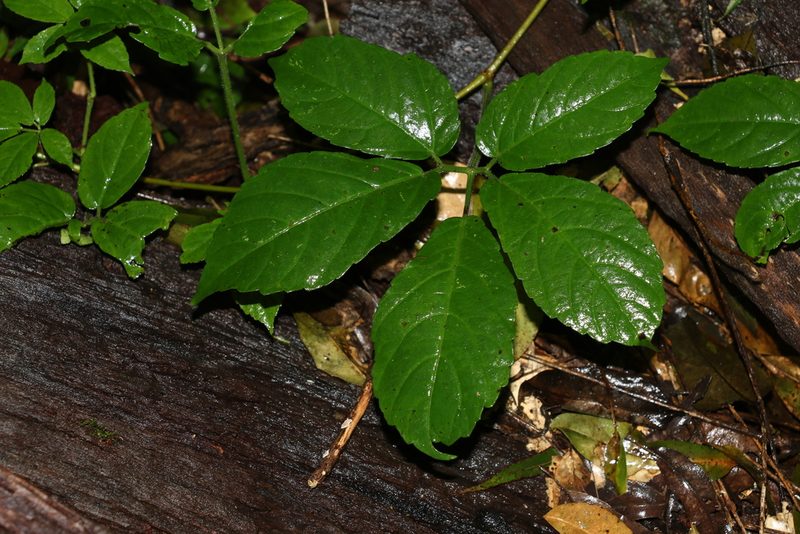 Causonis eurynema, photographed by Greg Tasney