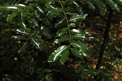 Diospyros australis, photographed by Greg Tasney