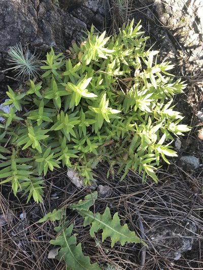 Hypericum reflexum, photographed by monkeyjodey