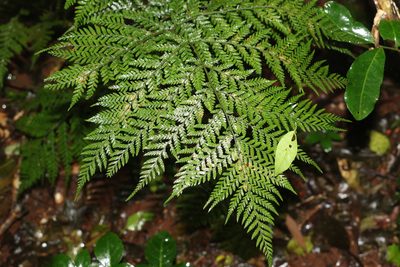 Parapolystichum microsorum, photographed by Greg Tasney