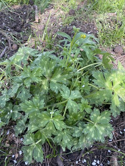Ranunculus constantinopolitanus, photographed by Илья Руденко