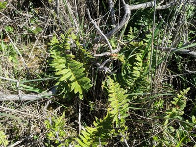Polypodium calirhiza, photographed by Timothy McNitt