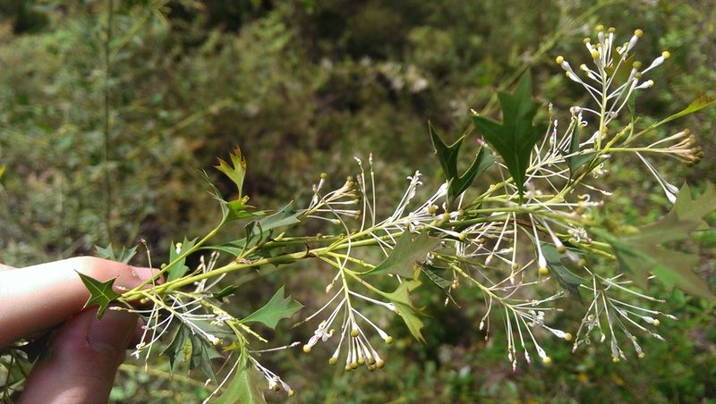 Grevillea manglesii, photographed by Hugo Innes