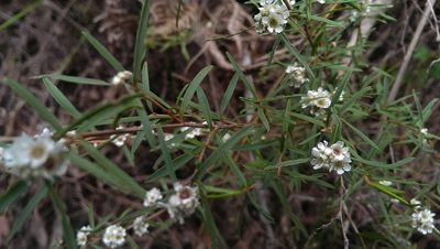 Taxandria linearifolia, photographed by Hugo Innes
