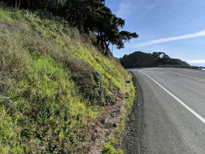 Polypodium calirhiza, photographed by Timothy McNitt